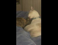 White and gray cat licks brown cat on bed