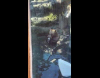 Bear eats rat at Central Park Zoo