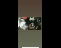 Three puppy dogs eat from same bowl 