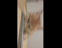 kitten falls through hole cat house