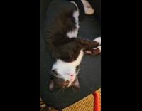 Cat sleeps upside down position snores loud