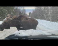 Wild moose blocks and eats snow on the car hood