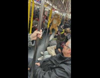 Monkey rides subway