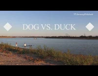 Dog swims after duck in lake water 