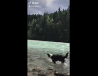 Compilation black white dog swims lake water