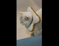 Cat wearing bread toast neck pillow