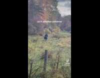 Cows running around ranch 