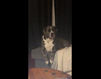 Girl ask dog on chair stare at her