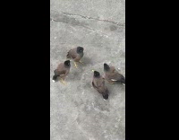 Four birds have conversation chirp bow head