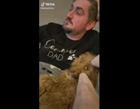 Clips of owners poodle glaring at girlfriend as it cuddles with bf