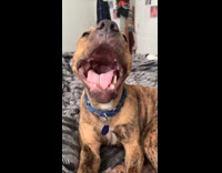 Dog lets out yawn compilation