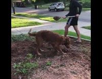 Guy shovels dirt brown dog gets excited 