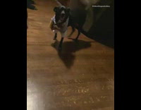 Black dog costume human hands hold guitar 