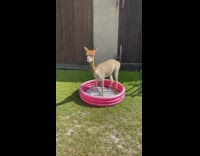 Brown alpaca stands pink inflatable pool backyard 