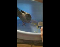 Pigeon Turns Around Indefinitely in Big Bowl