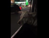 Brown dog looks out car window ears 