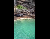 Seal farts at another seals face 