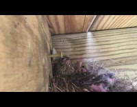 Baby bird poops and eats 