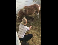 Small grey horse with big brown horse startles little blonde girl