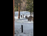 Woman leather pants dance video snowy backyard