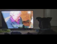 Pet dog reacts to the voice of old woman on tv