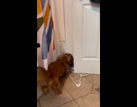 Dog couldnt get through door with hanger