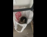 Small kitten stuck inside of trash can with white bag 