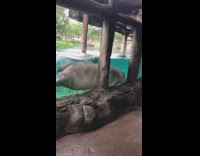 Collab DailyDoseOfInternet - Hippopotamus swim and follow handler  glass zoo