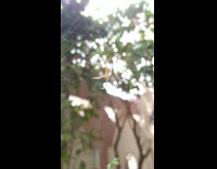 Thin yellow spider on its web at the backyard