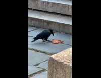 Collab WINY - Crow eat pizza on ground beside stairs