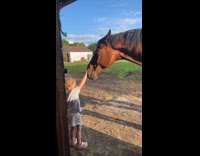 Kid gives kisses to pet horse 