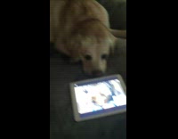 Pet dog watches Daily Dose of Internet tablet