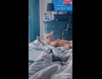 Cat on bed licking leg looks around confused 