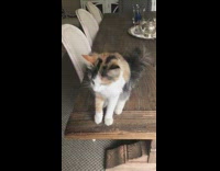 Cat does various tricks on wood table