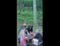 Collab Clips mpugc - Sandwich for bear picnic