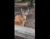 Collab DailyDoseOfInternet - Guy feed deer yummy food weird face