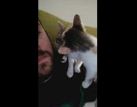 Pet kitten licks the inside of the ear of another kitten