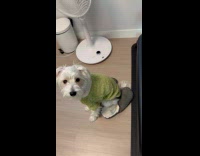 Dog refusing to sit on floor 