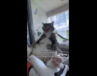 Collab ClipsIG - Tedious Cat Sits Comfortably on Fluffy Bed 