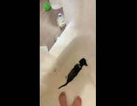 Cat in shower with owner slides trying to jump out 
