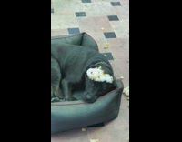 Dog caught destroying outdoor pillow 