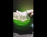 White dog walk bath shower green bucket 