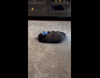 Cat Holds Plushie Toy Around its Arms