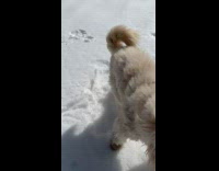 Dog slips while running across snow