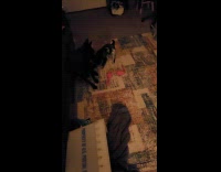 Black dog play with puppy on carpet