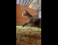 Horse neighs while stretching