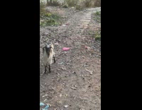 Monkey ride back of young deer yard