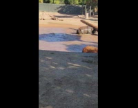 Rhino lifts and spin a wood log in the zoo