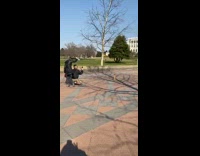 Small brown dog poses on hind legs 