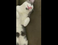 Grey and white kitten sleeps upright 